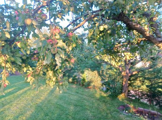 Garten und Aussenbereich Ferienwohnung Wandersnest